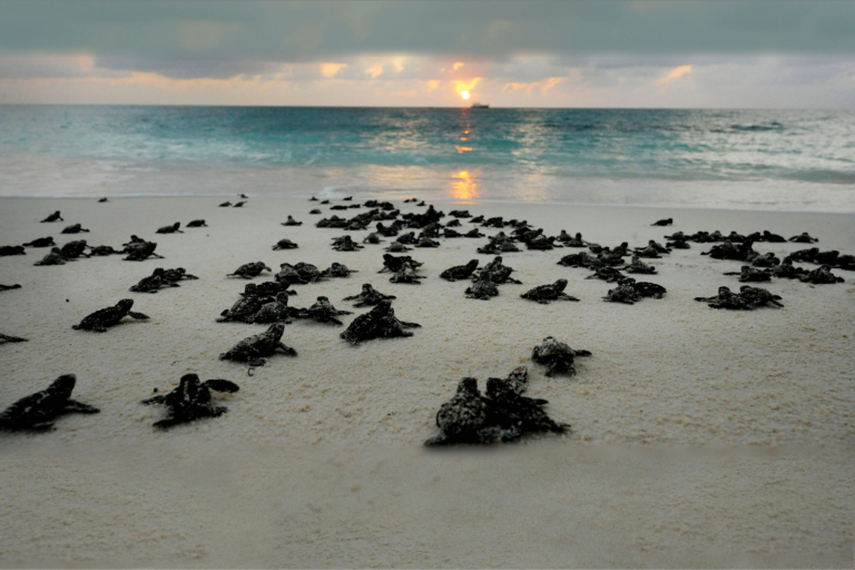 Exploring the Coastal Wildlife: A Nature Lover’s Paradise